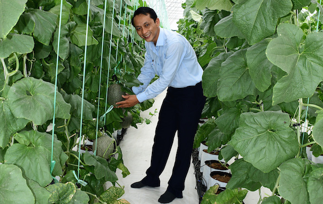 Mô hình dưa lưới công nghệ cao ở xã Đông Thạnh (ảnh:TL)