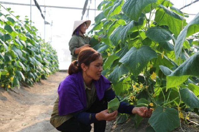 Chất lượng nông sản được bảo đảm nhờ sản xuất an toàn theo hướng công nghệ cao.