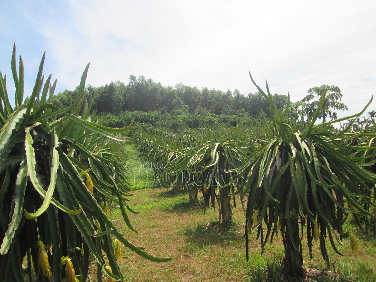 Vườn thanh long trên vùng đồi núi của HTX Mường Động.