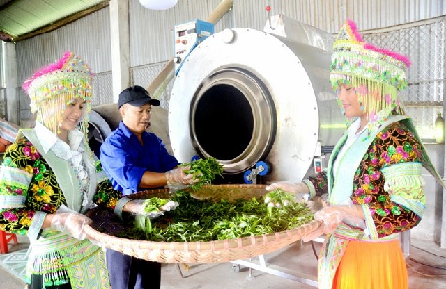 Máy móc hiện đại giúp nâng cao năng suất và chất lượng trà.