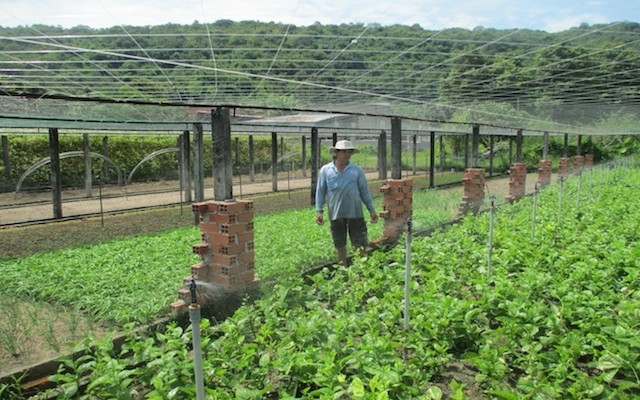 Nông dân huyện Long Điền áp dụng kiến thức vào sản xuất sau lớp học nghề trồng rau an toàn.