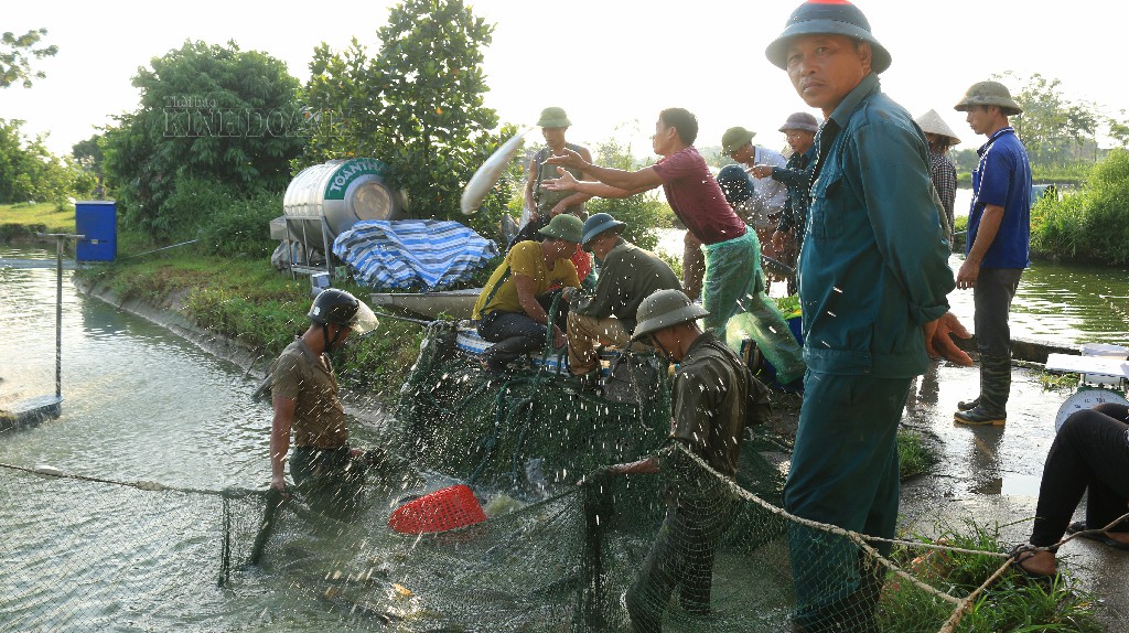 Các hộ thành viên hỗ trợ nhau đánh bắt cá, đưa lên xe tải đi tiêu thụ.