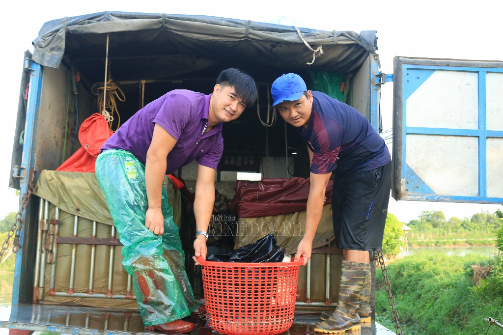 Thương lái đánh 3 ô tô về thu hoạch cá cùng người dân.