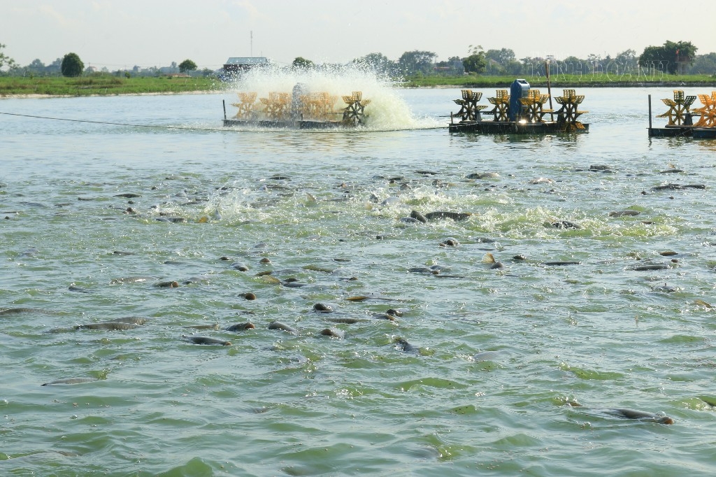 Diện tích nuôi trồng thủy sản của HTX Trầm Lộng là 60ha.