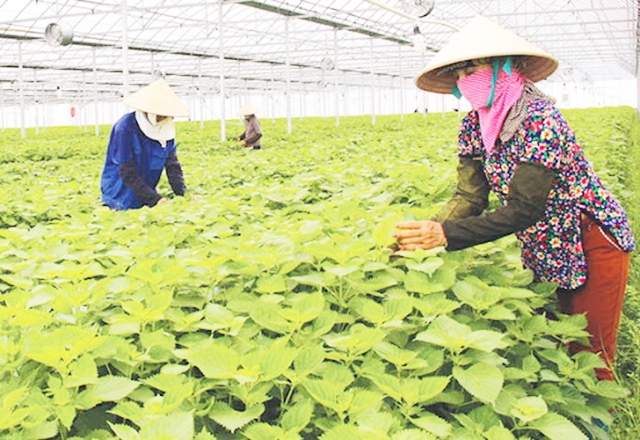 Những thành công trong xây dựng nông thôn mới có dấu ấn đậm nét của nông nghiệp.