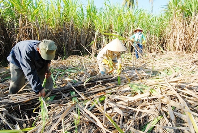 Ninh Hòa đang thúc đẩy nâng cao giá trị sản xuất nông nghiệp để xây dựng nông thôn mới.