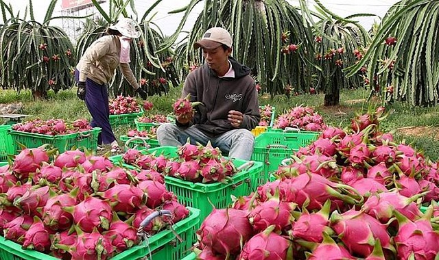 Người dân liên kết sản xuất thanh long theo chuỗi giúp nâng cao hiệu quả kinh tế.