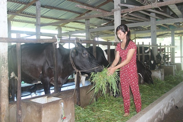 Nhờ học nghề chăn nuôi đã giúp người dân huyện Mỹ Tú nâng cao thu nhập (ảnh:TL)