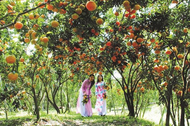 Một góc vườn trái cây Lái Thiêu ở TP Thuận An (Ảnh: TL)