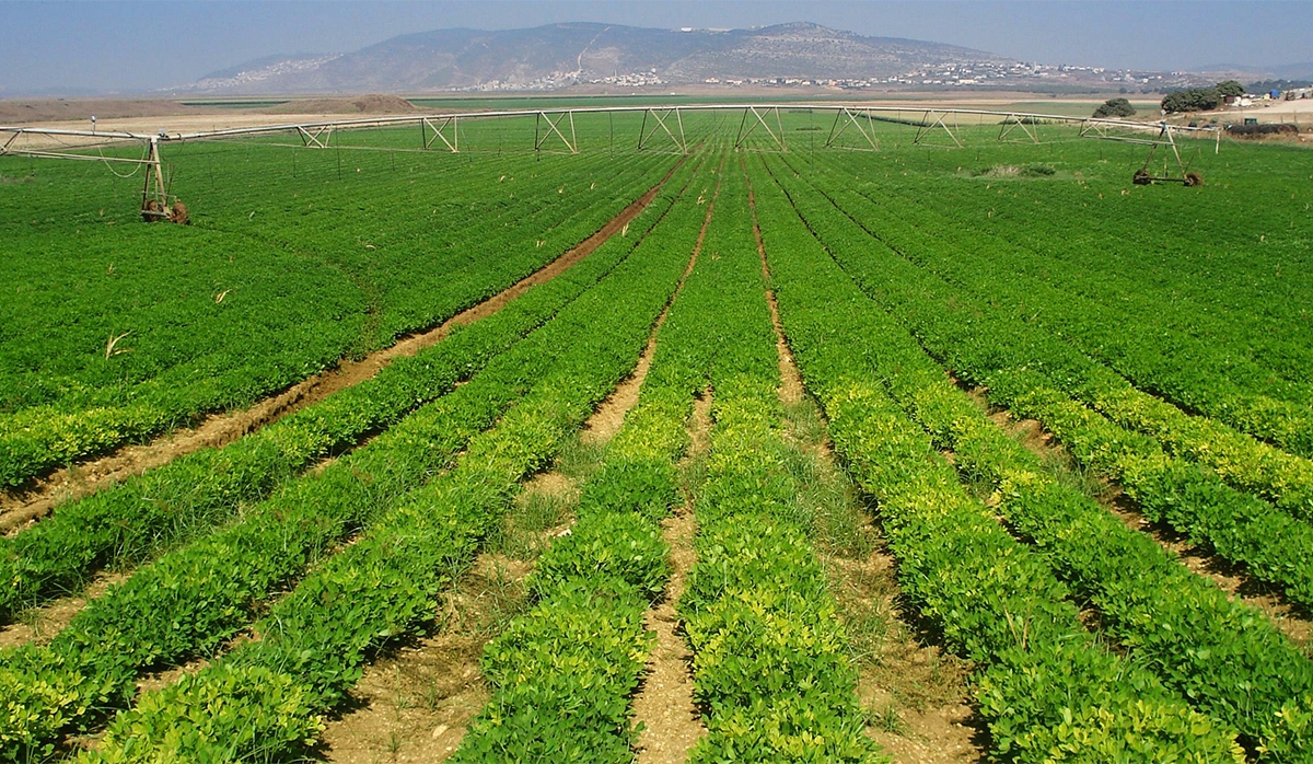 Sản xuất nông nghiệp công nghệ cao, an toàn giúp các HTX nông nghiệp từng bước vượt qua khó khăn bởi đại dịch Covid-19 (Ảnh: TL)