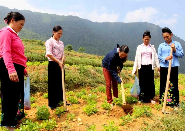 Người dân trồng lạc để nâng cao thu nhập.