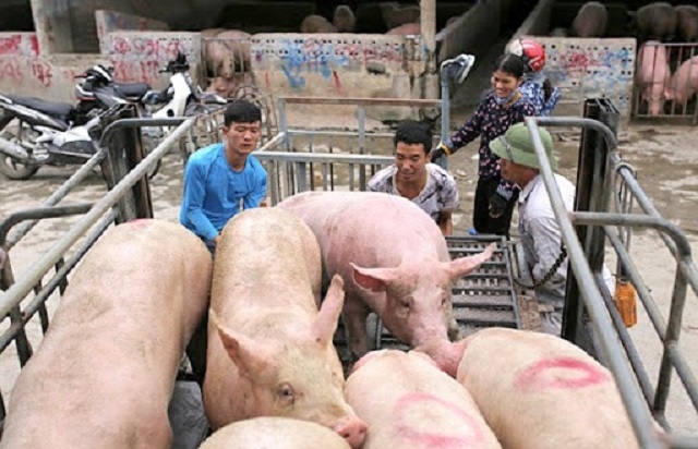 Giá lợn hơi những ngày gần đây liên tục giảm mỗi ngày ít nhất 1.000 đồng/kg, xuống dưới ngưỡng 80.000 đồng/kg.