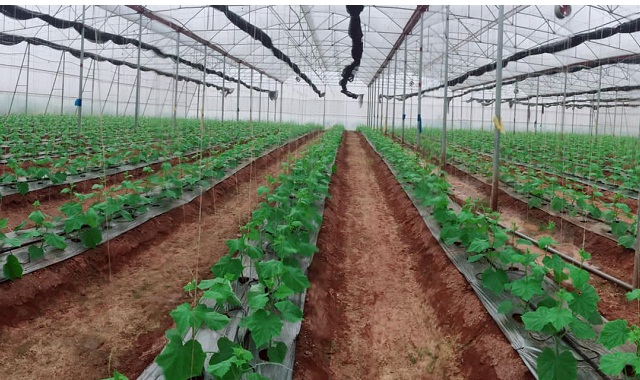 Khu vực nhà màng của HTX.