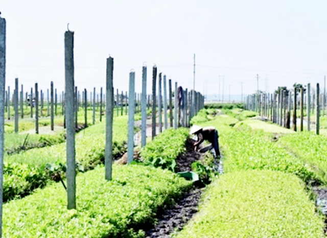 Giá trị nông nghiệp tăng mạnh nhờ sản xuất khoa học (Ảnh TL)