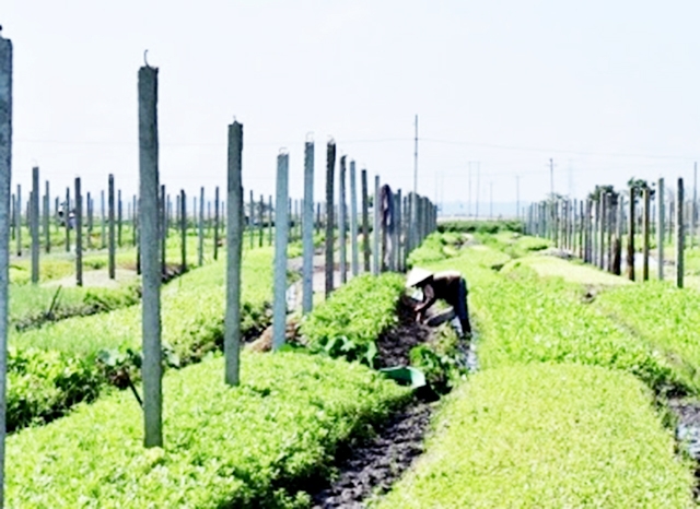 Giá trị nông nghiệp tăng mạnh nhờ sản xuất khoa học (Ảnh TL)