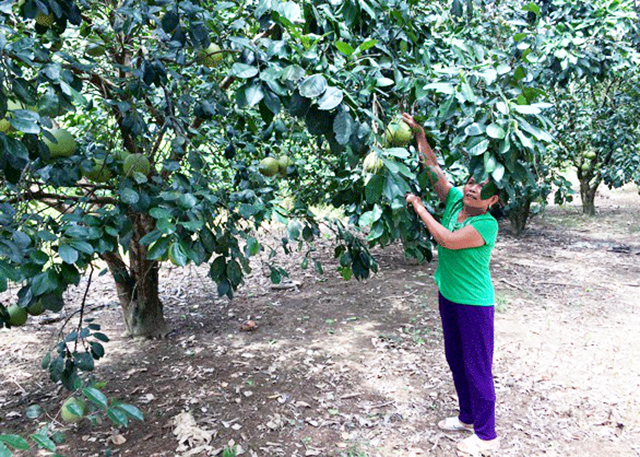 Các chính sách xoá đói, giảm nghèo sẽ tiếp tục được huyện Phong Điền đẩy mạnh (Ảnh TL)