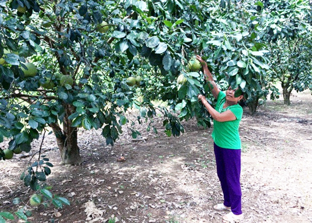 Các chính sách xoá đói, giảm nghèo sẽ tiếp tục được huyện Phong Điền đẩy mạnh (Ảnh TL)