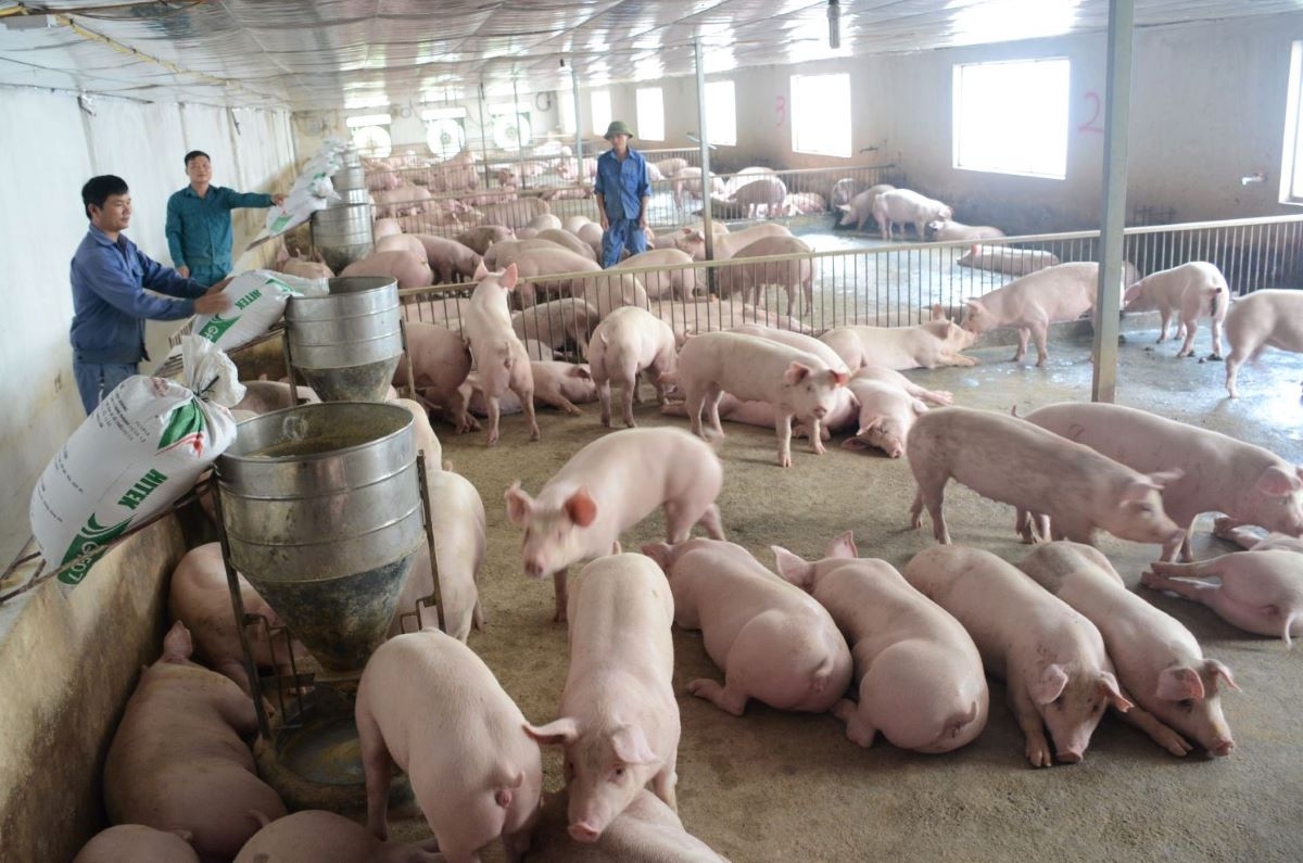 Giá lợn hơi trên cả nước trong những ngày gần đây liên tục giảm, với mức giảm mỗi ngày ít nhất 1.000 đồng/kg.