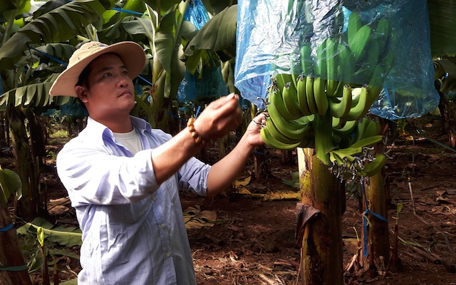 Huyện Trảng Bom đang định hướng nông dân trồng chuối tham gia chuỗi liên kết.