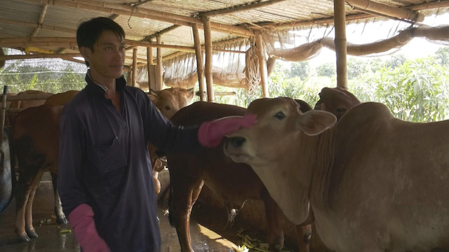 Nghề chăn nuôi bò ở xã biên giới Bình Phú, huyện Tân Hồng giúp người dân thoát nghèo.