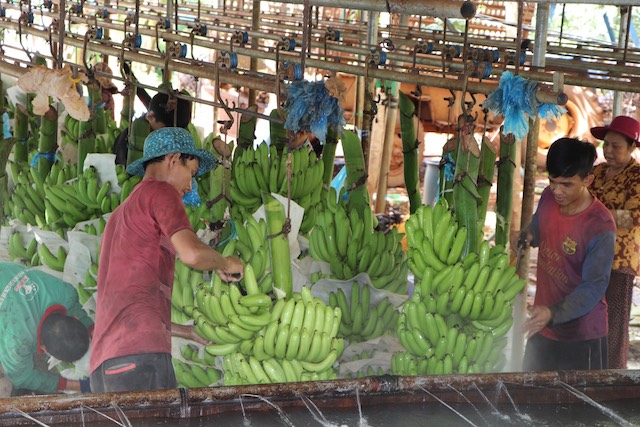 HTX Thanh Bình tập trung đầu tư cho chế biến để tăng giá trị cho quả chuối.