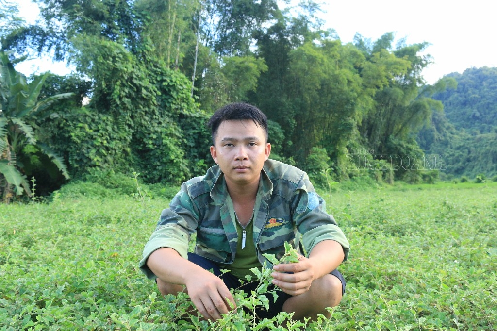 Anh Phan Văn Hữu chia sẻ hiêu quả kinh tế của cây dược liệu.