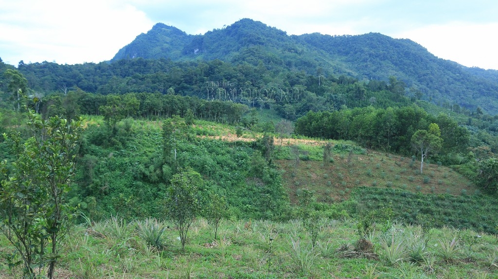 Người dân chủ yếu trông cây dươc liệu lâu năm trên đồi, dưới tán cây cổ thụ.