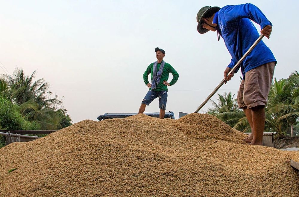 Thị trường lúa gạo giao dịch chậm, nhu cầu mua giảm khiến giá gạo giảm nhẹ, trong khi giá lúa vẫn giữ ổn định.