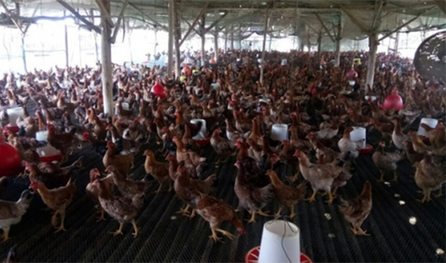 Mở rộng quy mô sản xuất, đa dạng hóa các ngành nghề dịch vụ giúp các HTX từng bước vượt qua khó khăn (Ảnh:TL)