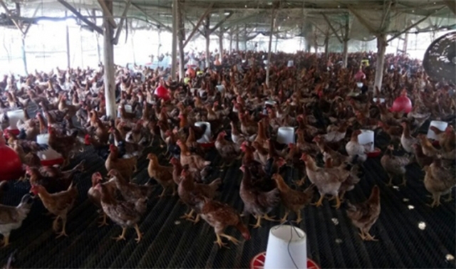 Mở rộng quy mô sản xuất, đa dạng hóa các ngành nghề dịch vụ giúp các HTX từng bước vượt qua khó khăn (Ảnh:TL)