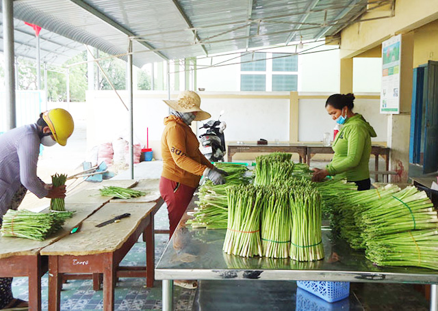 HTX Tuấn Tú đang trở thành điểm tựa giảm nghèo, làm giàu cho nhiều hộ đồng bào Chăm tại địa phương (Ảnh TL)