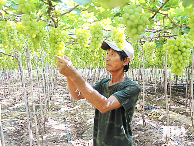 Huyện Ninh Phước chủ động đa dạng sinh kế, xóa đói giảm nghèo cho ngườì dân, đặc biệt là đồng bào dân tộc Chăm (Ảnh TL)