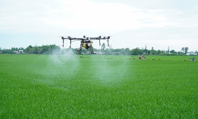 Sản xuất lúa bay cao cùng... máy bay không người lái