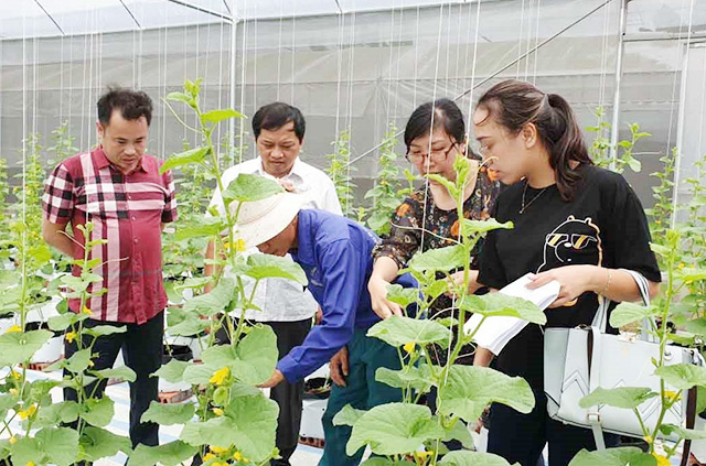 Đông Triều đang có được nhiều thành công trong phát triển nông nghiệp hiện đại (Ảnh TL)