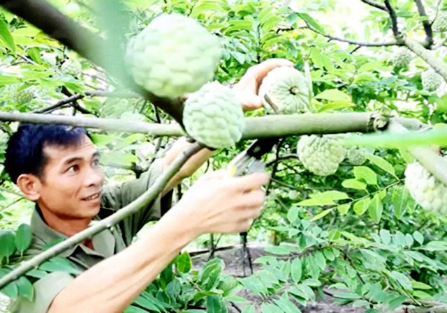 Thành công trong sản xuất giúp nông dân Đông Triều thoát nghèo, làm giàu bền vững (Ảnh TL)
