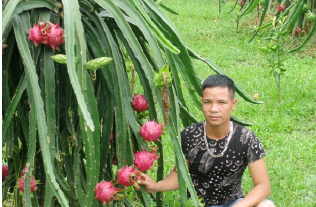 Thanh long ruột đỏ đang giúp người dân Đồng Yên nâng cao thu nhập.