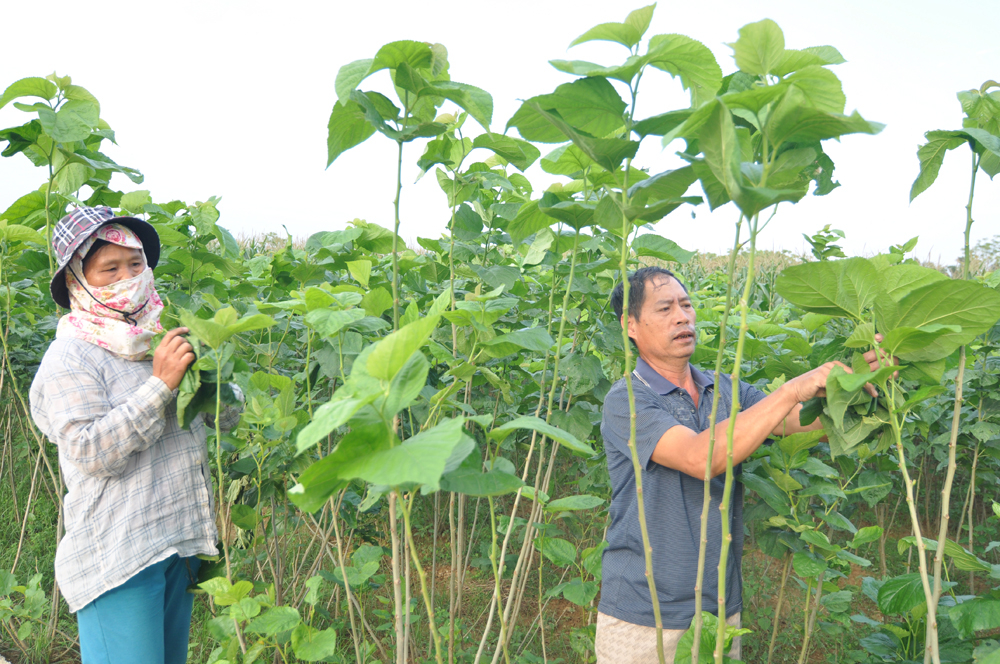 Dù gặp nhiều khó khăn do ảnh hưởng bởi dịch bệnh Covid-19, nhưng HTX Nông nghiệp và dịch vụ Tiến Đạt vẫn thu mua và bao tiêu sản phẩm dâu tằm để người dân yên tâm sản xuất (Ảnh:TL)