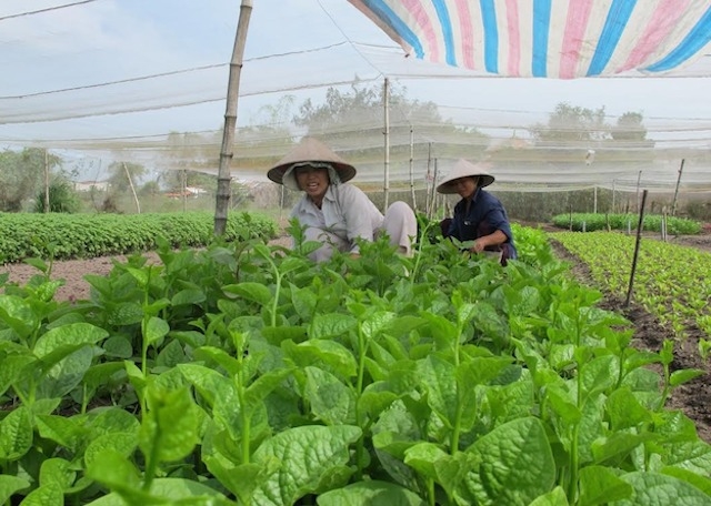 Mô hình trồng rau của HTX theo tiêu chuẩn VietGAP ở Hóc Môn.
