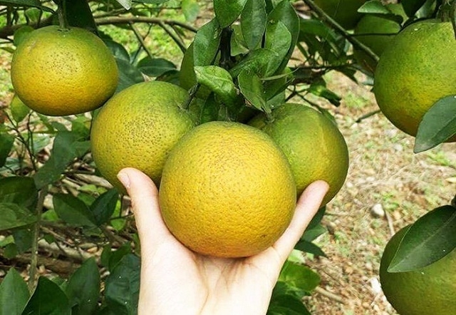 HTX Khe Mây Long Nhâm đang góp phần phát triển giống cam truyền thống của địa phương.