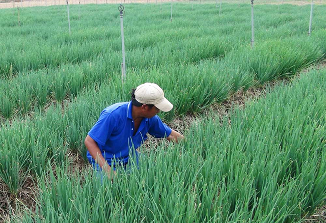 Diện tích hành hoa được trồng theo hướng an toàn