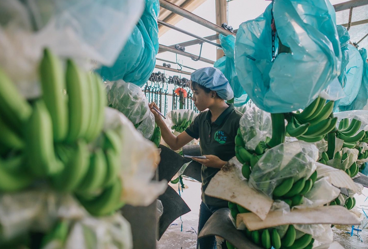 Chi phí logistics cao là nguyên nhân làm giảm sức cạnh tranh của nông sản Việt trên thị trường quốc tế.