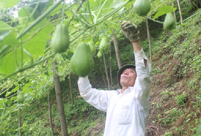 Cây su su phù hợp với điều kiện, khí hậu ở Chiềng Khay.