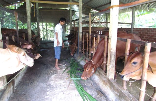 Nghề chăn nuôi bò giúp người dân Tân Phú Đông thích ứng với biến đổi khí hậu.