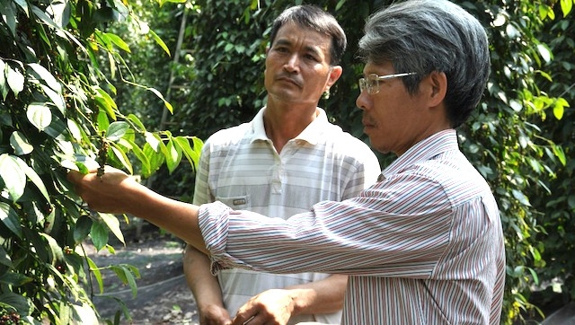 HTX nông nghiệp Lâm San giúp mang lại thu nhập cao cho nông dân địa phương từ liên kết chuỗi sản xuất hồ tiêu (Ảnh: TL)