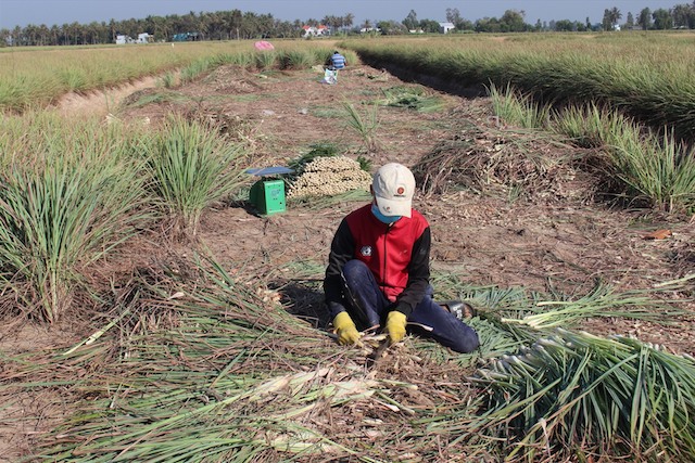 Nghề trồng sả ở xã Phú Thạnh với vai trò tích cực của HTX Cây sả Tân Phú Đông.