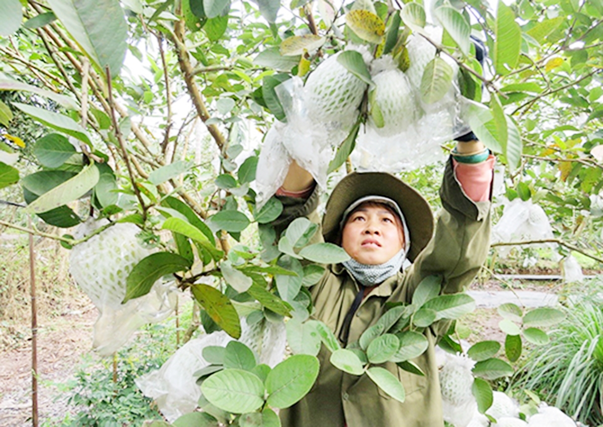 Gia tăng giá trị sản xuất nông nghiệp là chiến lược quan trọng để Thanh Hà hoàn thành các mục tiêu nông thôn mới.