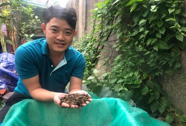Ấu trùng ruồi lính đen là nguồn thức ăn giàu dinh dưỡng cho gia súc, gia cầm.