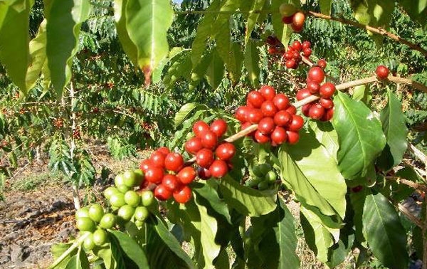 Nguyên nhân giá cà phê trong nước tăng do giá cà phê Robusta trên sàn giao dịch London tăng nhẹ