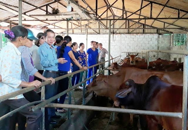 Nuôi trâu, bò vỗ béo cho hiệu quả khá cao tại nhiều địa phương ở Hòa Bình.