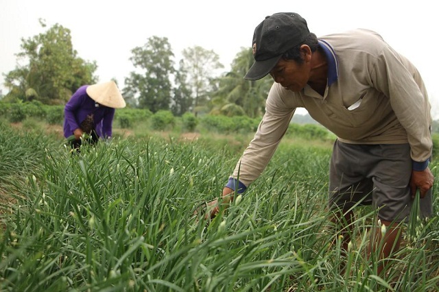 Hẹ bông là cây trồng giúp người dân nâng cao thu nhập.